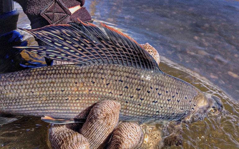 Montana's small-bodied, big-finned native, the arctic grayling