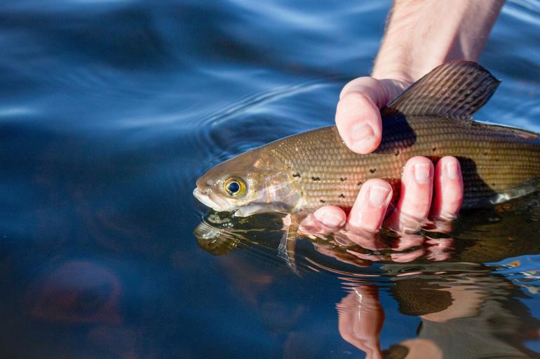 Releasing a Montana arctic grayling back to the depths