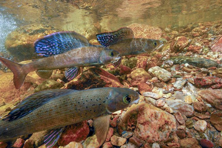 Montana Fluvial Arctic Grayling 