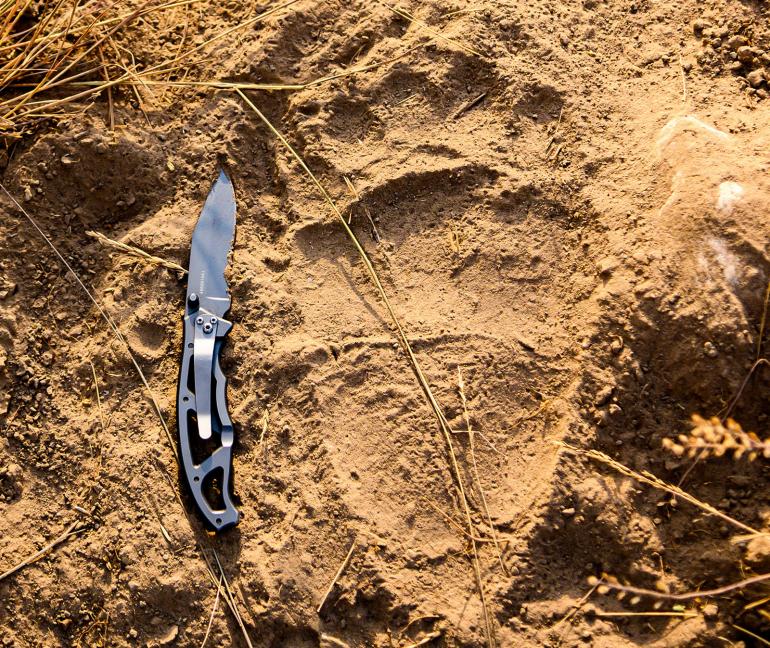 Bear print found in the Bob Marshall Wilderness