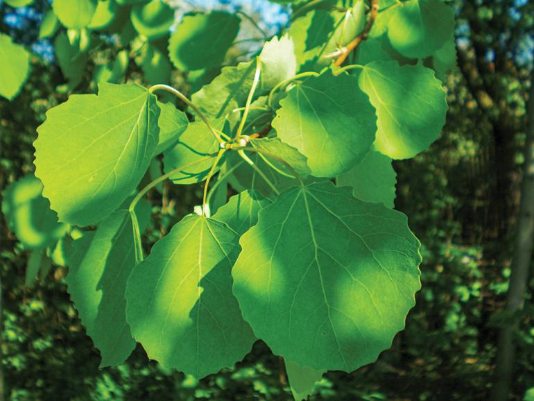 Aspen Leaves
