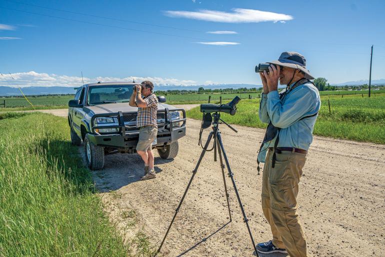 Bird watching in the Gllatin Valley