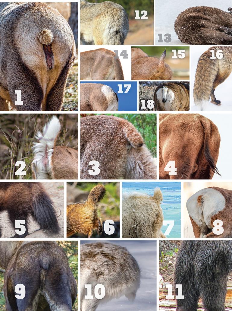 Butts Up Quiz