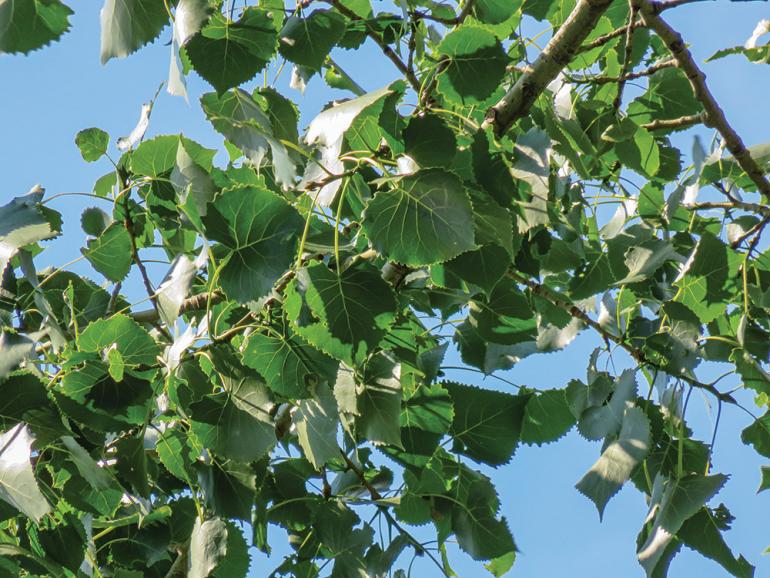 Cottonwood Leaves