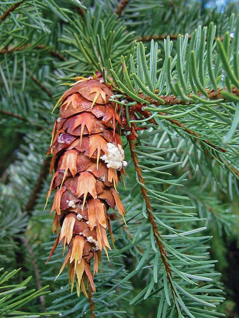 Douglas fir pine cones
