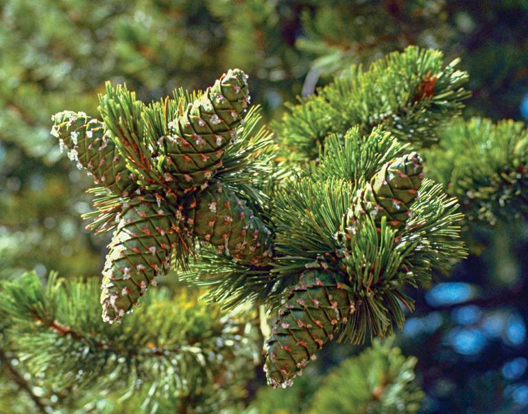 Limber pine cones