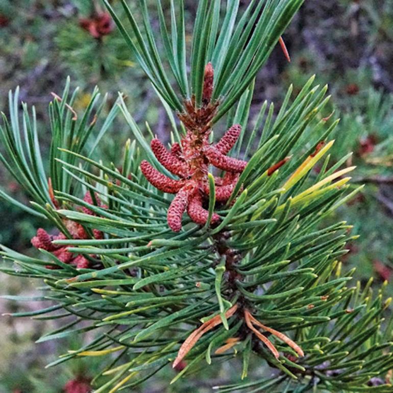 lodgepole pine