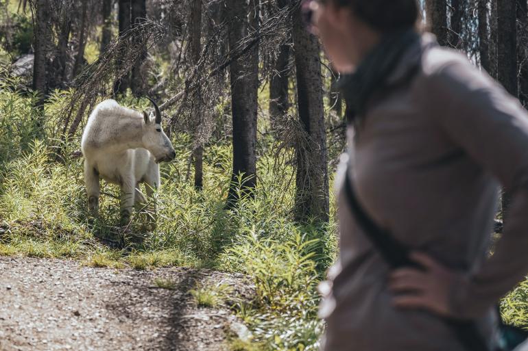 Mountain Goat encounter