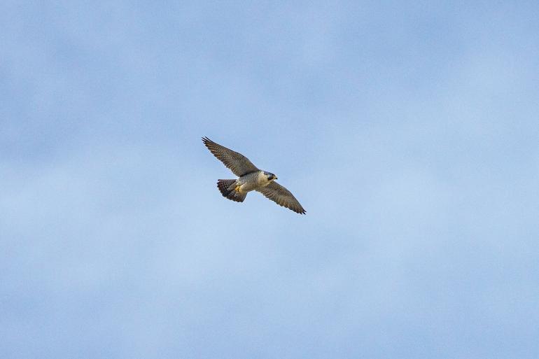 Peregrin Falcon