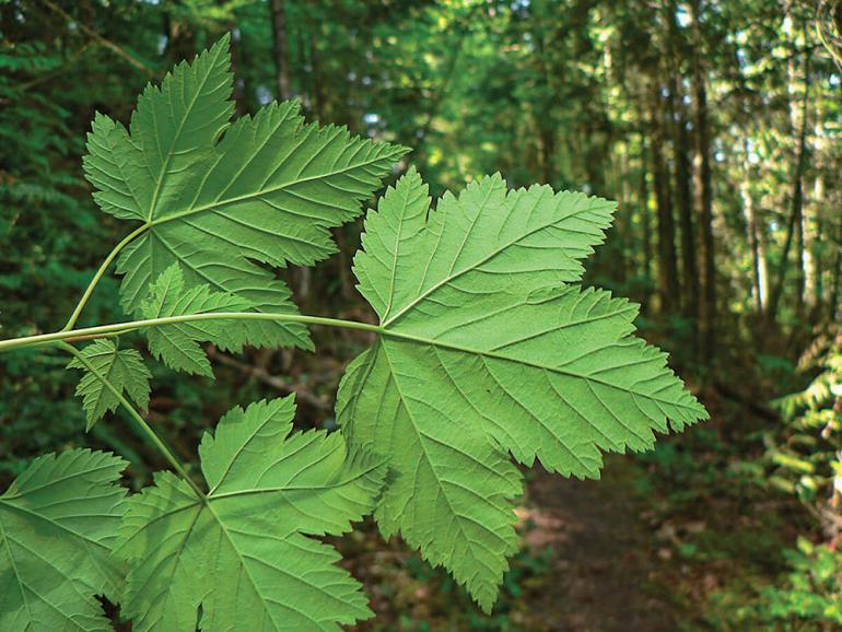 Rocky Mountain Maple
