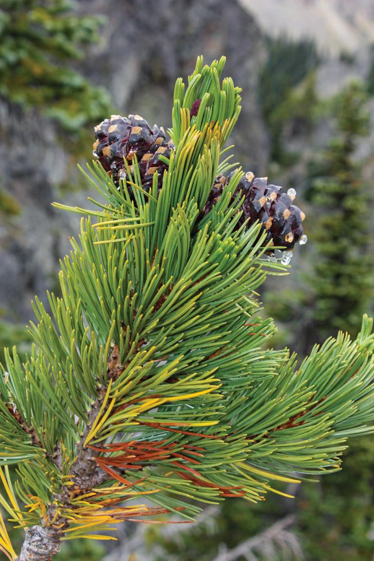 Whitebark pine