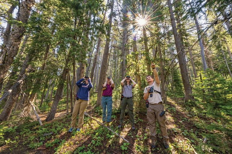 Monitoring whitebark pine