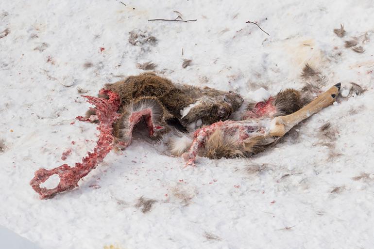 photo by Simon Peterson