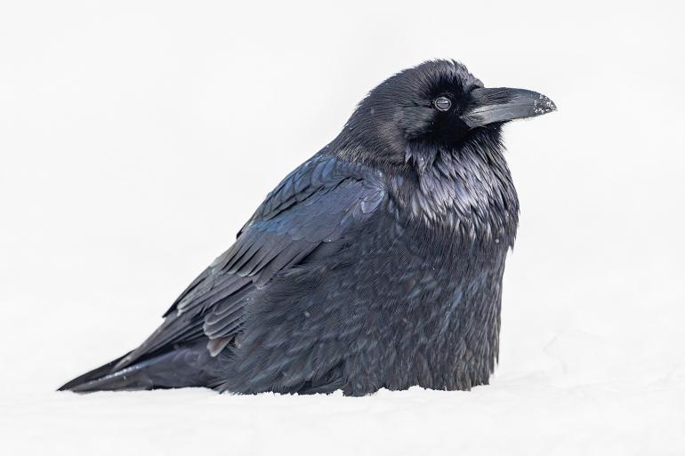 photo courtesy National Park Service / Jacob W. Frank