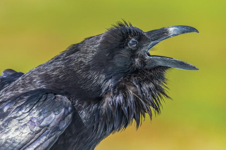 photo courtesy National Park Service