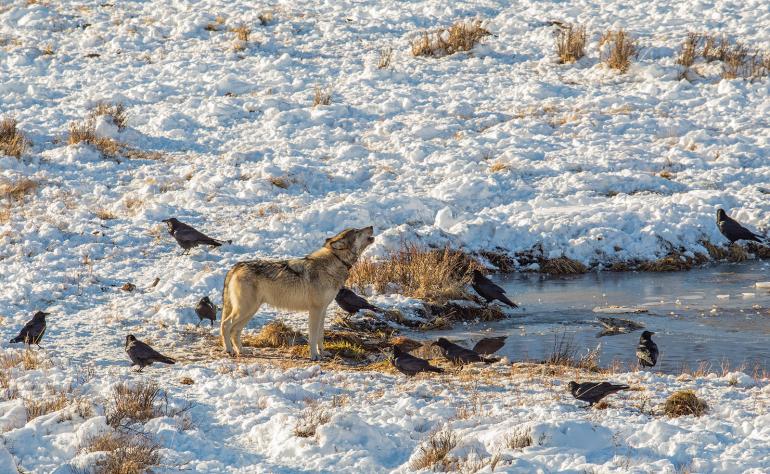 photo courtesy National Park Service / Jim Peaco