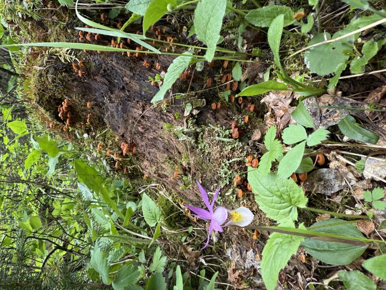 moss, fungi, and other wonders growing on a decomposing log in an old-growth forest