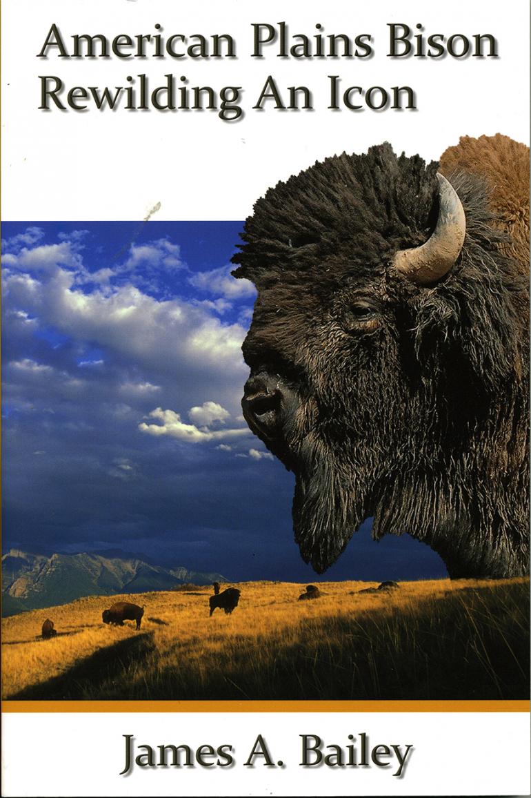 American Plains Bison