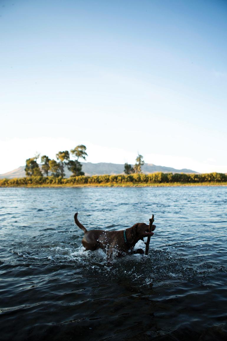 swimming dogs in Montana