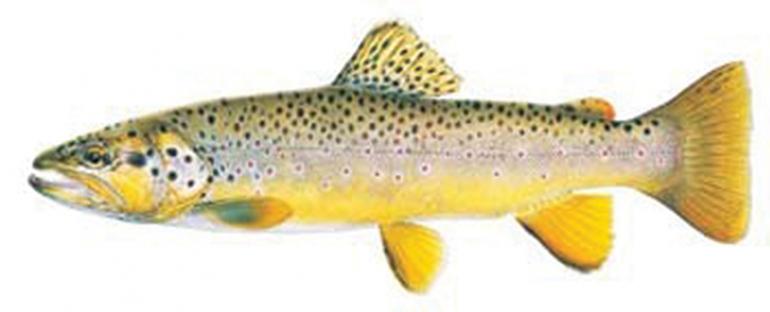 Brown Trout, trout, fishing Montana, Montana fish, Salmo trutta