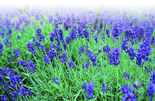 lavender, flowers, wellness