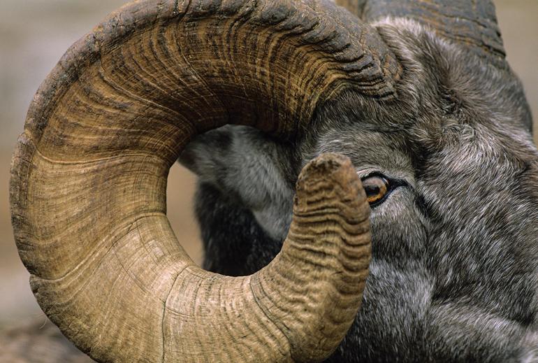 bighorn ram, custer-gallatin national forest, species protection