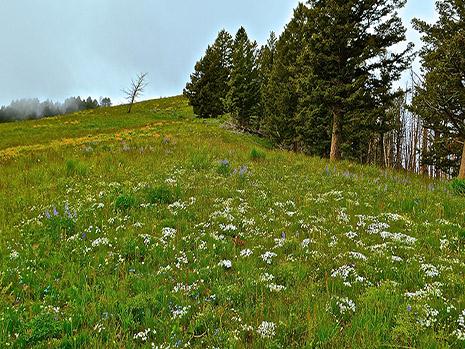 Wildflowers amp Weeds on the Pollinator - Wildflowers 