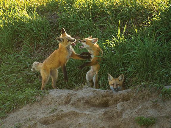 Foxes, Montana, Photography, Wildlife