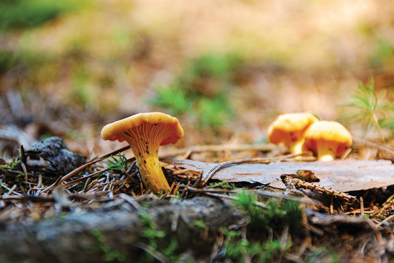 chanterelle mushroom foraging Montana