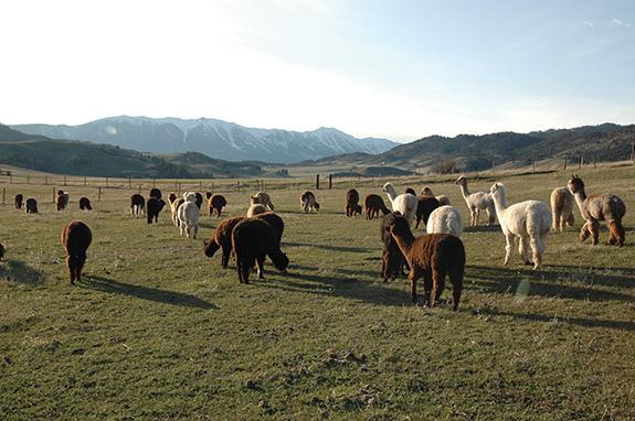 Alpacas of Montana, Bozeman