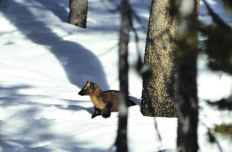 weasel, winter, Outside Bozeman, Montana
