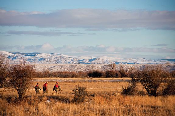 Pheasant Hunting, Waterways, Montana