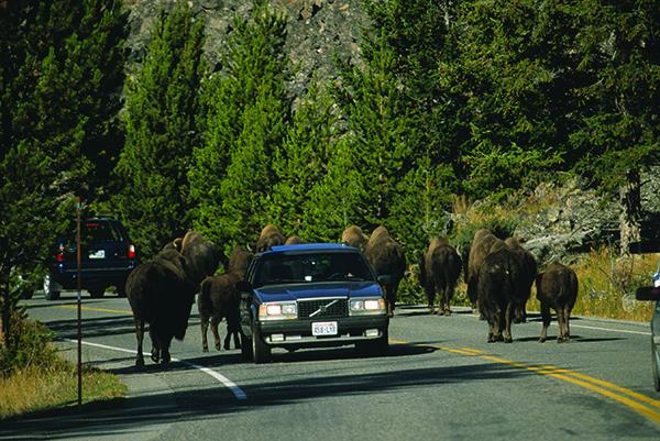 bison, Yellowstone 