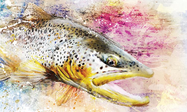 Brown Trout, fishing in Montana, fly fishing