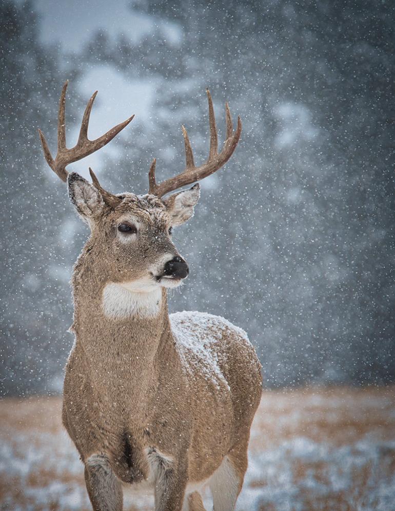 whitetail buck, deer, snow, hunting
