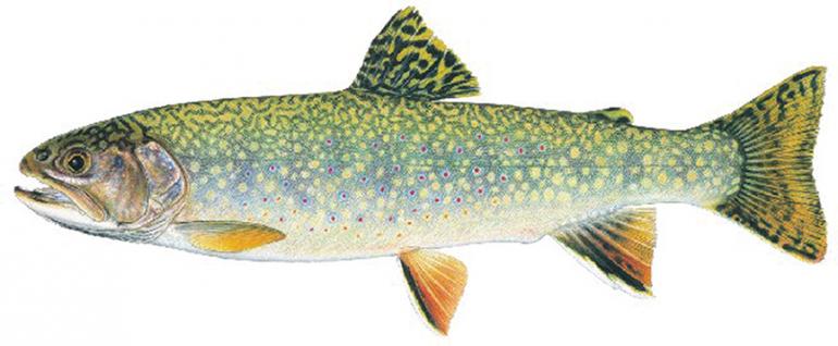 Eastern Brook Trout, fishing Montana, Montana fish, Salvelinus fontinalis