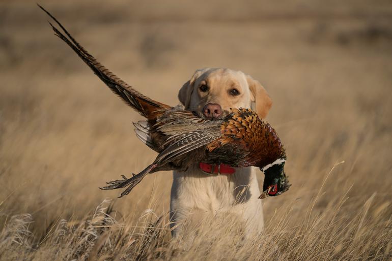 pheasant hunting, bird dog, rooster