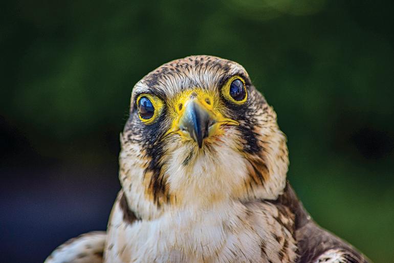 American Kestrel, falcon, raptor