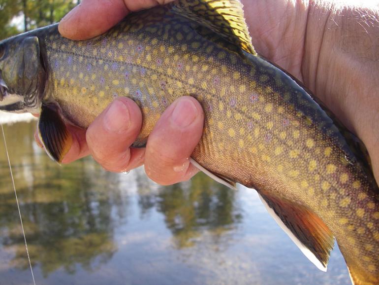 Brook Trout, Montana Fly Fishing