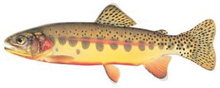 Golden Trout, trout, fishing Montana, Montana fish, Oncorhynchus aguabonita