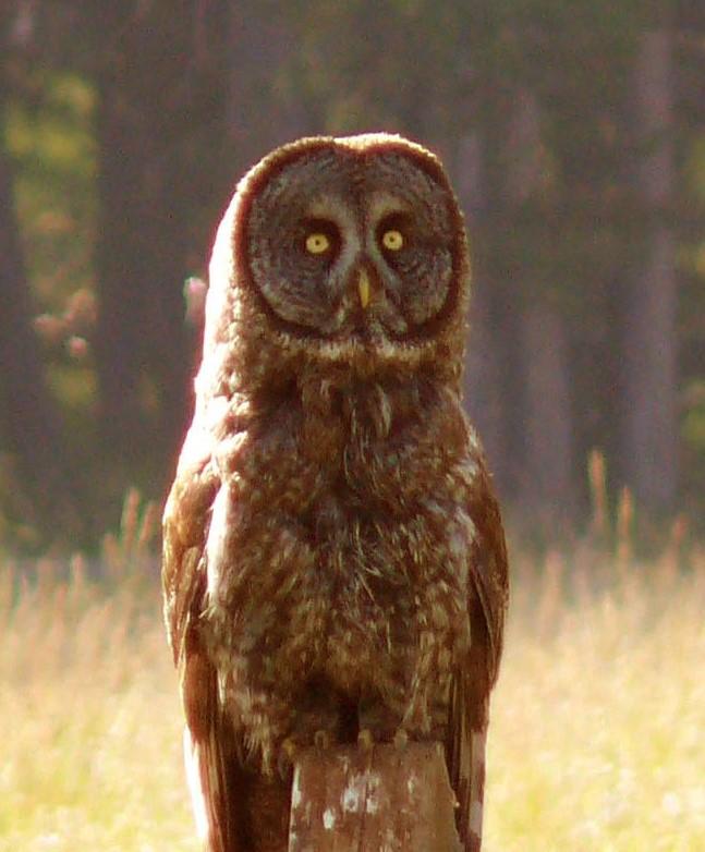 Great Grey Owl, Montana Raptors, 