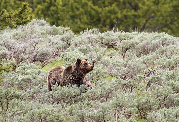 grizzly bear, bear safety, yellowstone