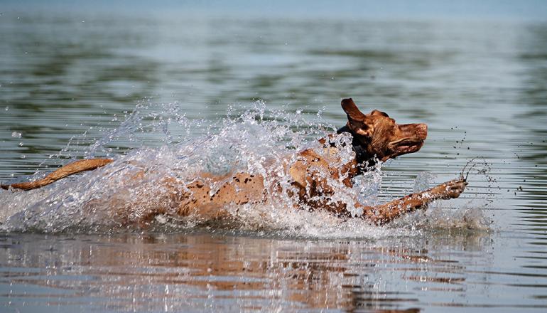 swimming dog pet hazards