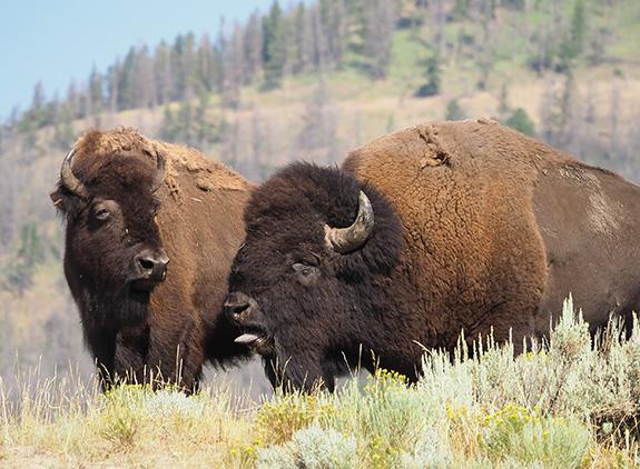 Yellowstone, Bison, Bison Rut