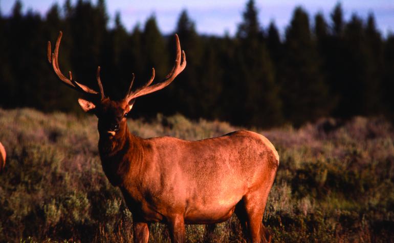elk, hunting, health