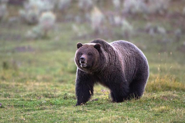Grizzly bears, Montana wildlife, Safety in the backcountry, Outside Bozeman