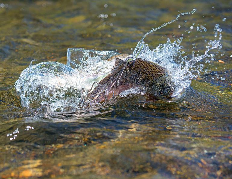 catch and release, Montana trout fishing