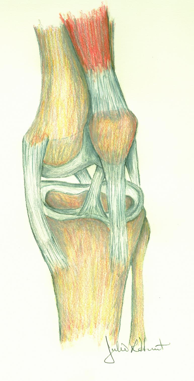 Knee, ACL injury