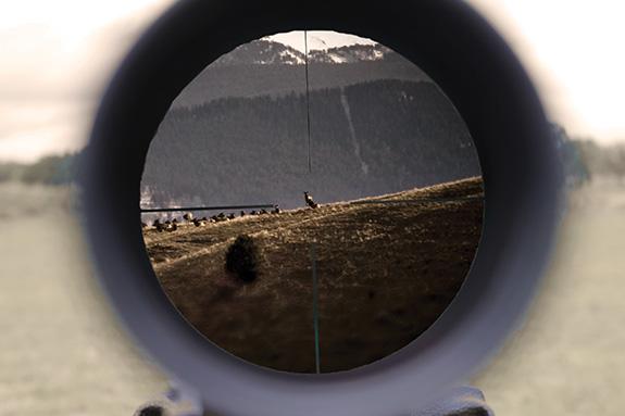 Long-Range Shooting, Hunting