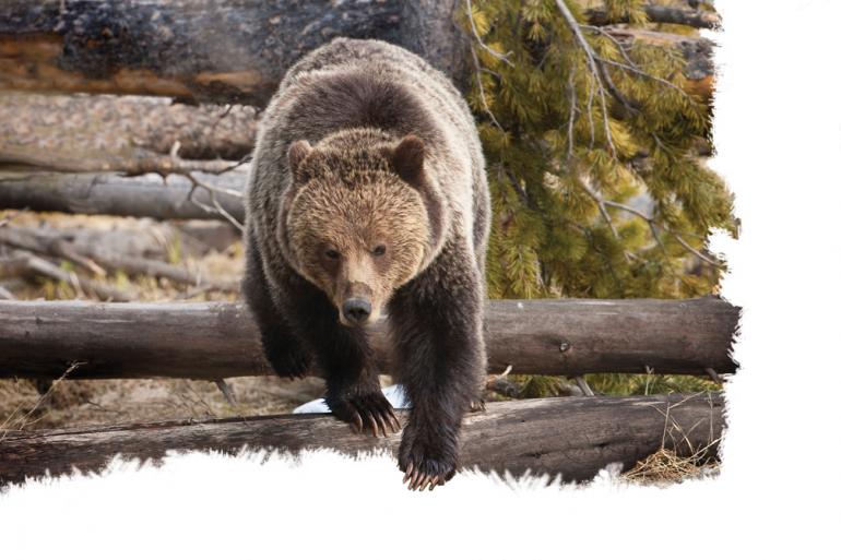 Life of the Grizzly | Outside Bozeman